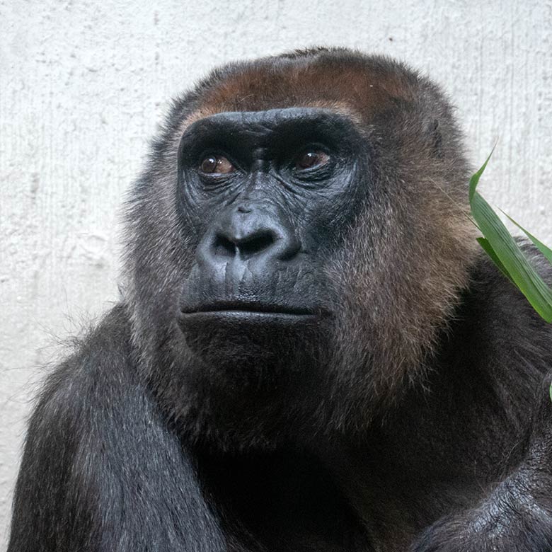 Weiblicher Westlicher Flachlandgorilla ROSELI am 30. August 2023 im Innengehege im Menschenaffen-Haus im Grünen Zoo Wuppertal