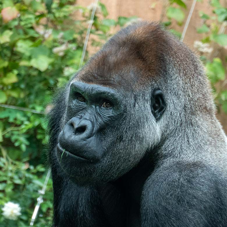 Männlicher Westlicher Flachlandgorilla Silberrücken VIMOTO am 2. Oktober 2023 auf der Außenanlage am Menschenaffen-Haus im Zoo Wuppertal