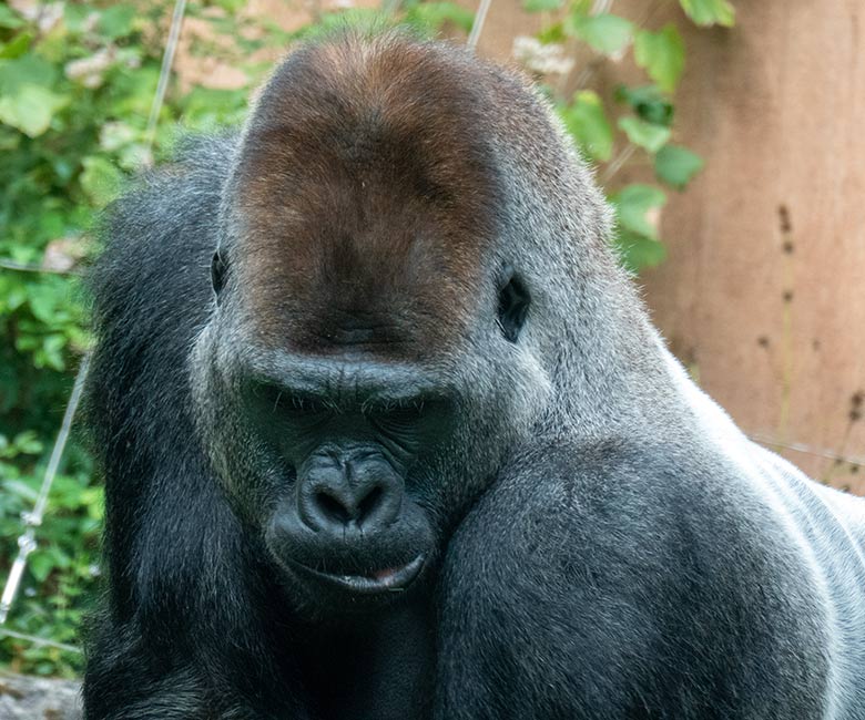 Männlicher Westlicher Flachlandgorilla Silberrücken VIMOTO am 2. Oktober 2023 auf der Außenanlage am Menschenaffen-Haus im Wuppertaler Zoo