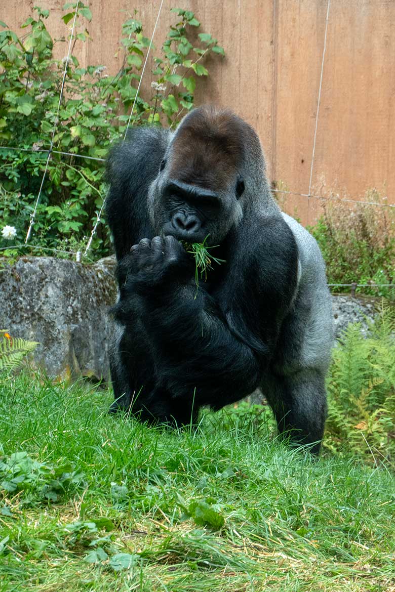 Männlicher Westlicher Flachlandgorilla Silberrücken VIMOTO am 2. Oktober 2023 auf der Außenanlage am Menschenaffen-Haus im Grünen Zoo Wuppertal