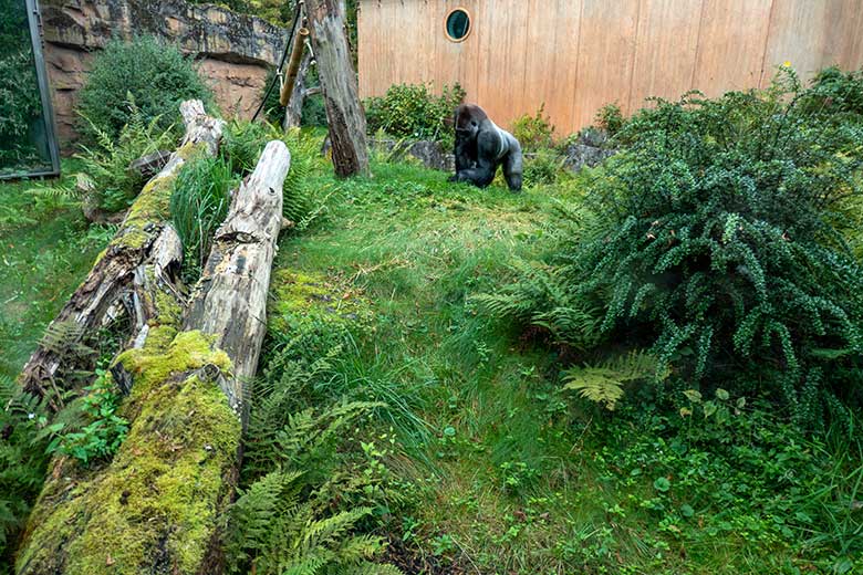 Männlicher Westlicher Flachlandgorilla Silberrücken VIMOTO am 2. Oktober 2023 auf der Außenanlage am Menschenaffen-Haus im Zoologischen Garten Wuppertal