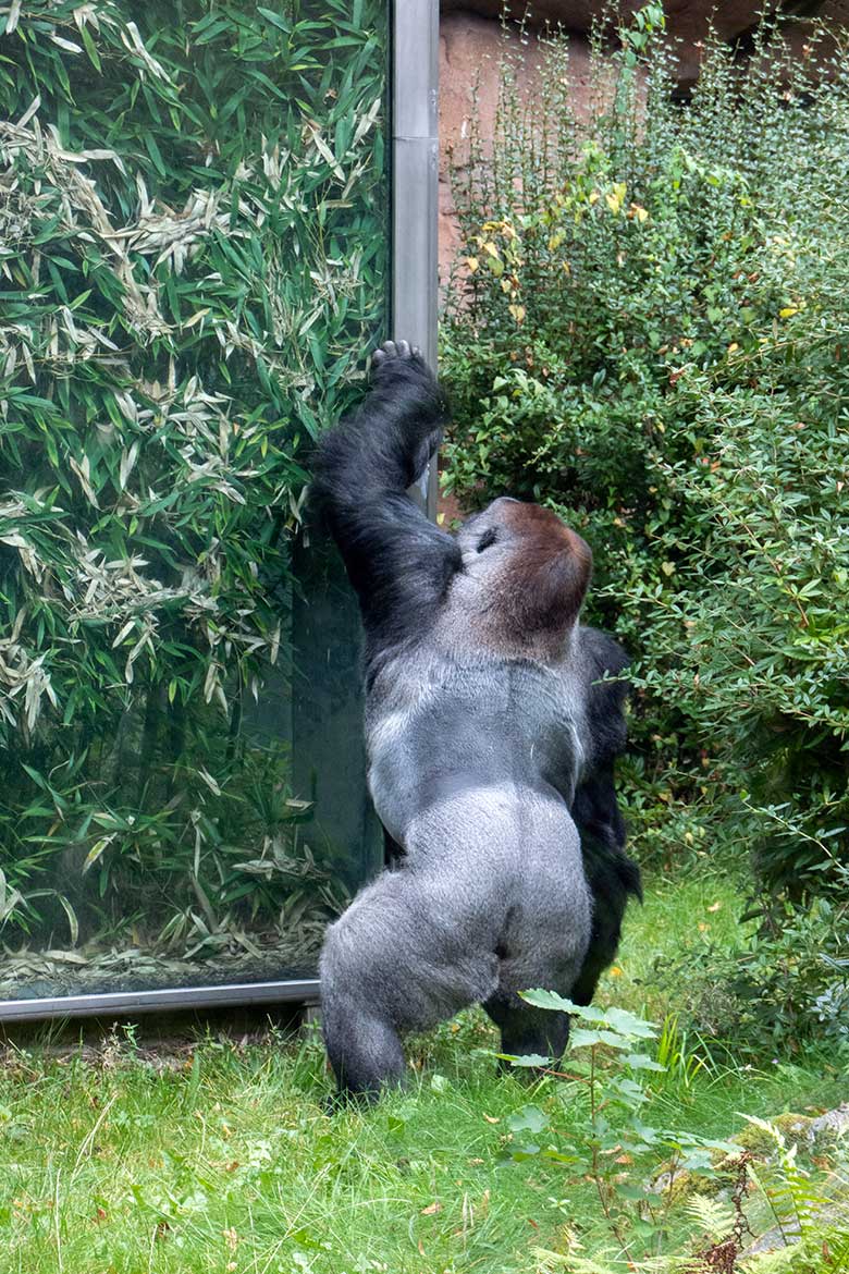 Männlicher Westlicher Flachlandgorilla Silberrücken VIMOTO am 8. Oktober 2023 auf der Außenanlage am Menschenaffen-Haus im Grünen Zoo Wuppertal beim Abschlecken von Quark-Creme