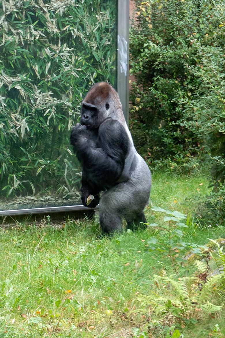 Männlicher Westlicher Flachlandgorilla Silberrücken VIMOTO am 8. Oktober 2023 auf der Außenanlage am Menschenaffen-Haus im Zoologischen Garten Wuppertal nach dem Abschlecken von Quark-Creme