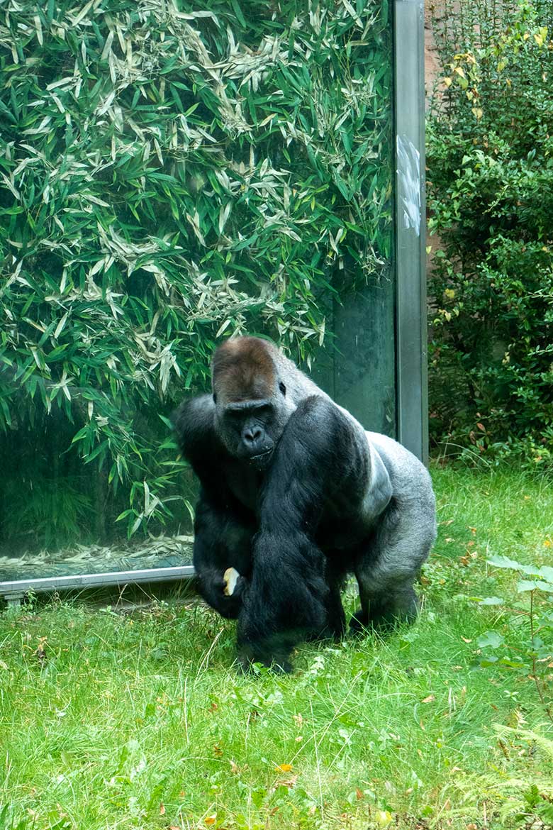 Männlicher Westlicher Flachlandgorilla Silberrücken VIMOTO am 8. Oktober 2023 auf der Außenanlage am Menschenaffen-Haus im Zoo Wuppertal