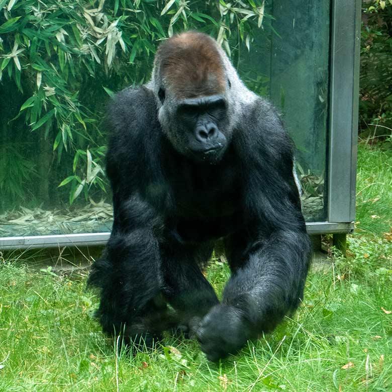 Männlicher Westlicher Flachlandgorilla Silberrücken VIMOTO am 8. Oktober 2023 auf der Außenanlage am Menschenaffen-Haus im Wuppertaler Zoo