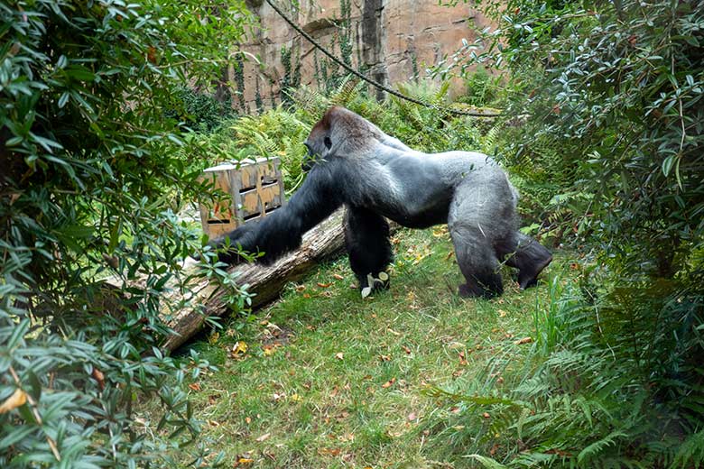 Männlicher Westlicher Flachlandgorilla Silberrücken VIMOTO am 8. Oktober 2023 auf der Außenanlage am Menschenaffen-Haus im Grünen Zoo Wuppertal