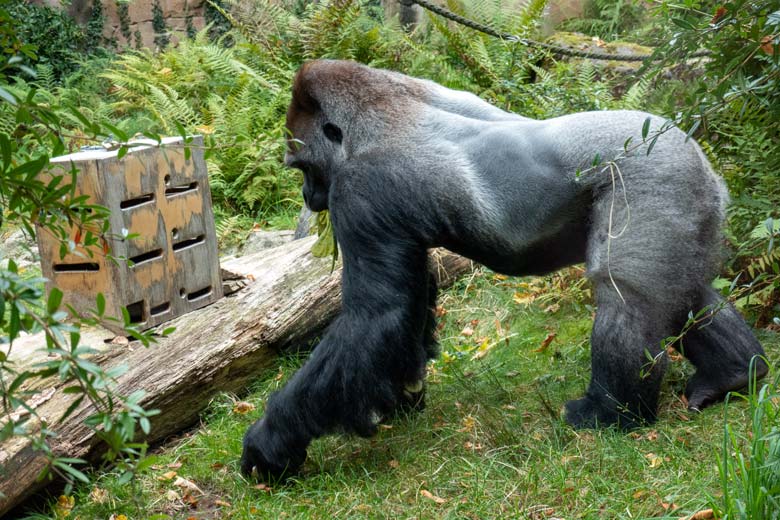 Männlicher Westlicher Flachlandgorilla Silberrücken VIMOTO am 8. Oktober 2023 auf der Außenanlage am Menschenaffen-Haus im Zoologischen Garten der Stadt Wuppertal