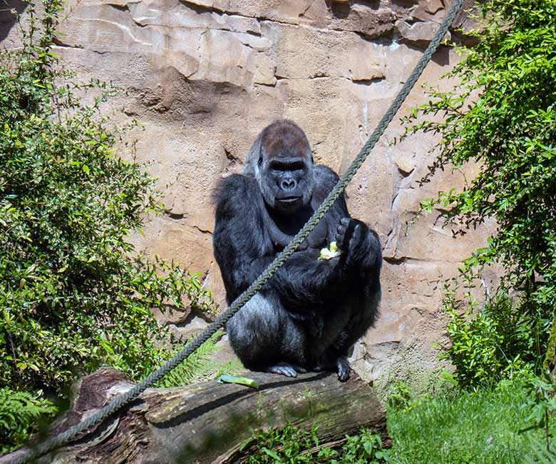 Männlicher Westlicher Flachlandgorilla Silberrücken VIMOTO am 30. Mai 2024 auf der Außenanlage am Menschenaffen-Haus im Zoo Wuppertal
