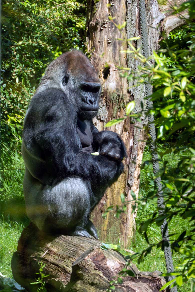 Männlicher Westlicher Flachlandgorilla Silberrücken VIMOTO am 30. Mai 2024 auf der Außenanlage am Menschenaffen-Haus im Wuppertaler Zoo
