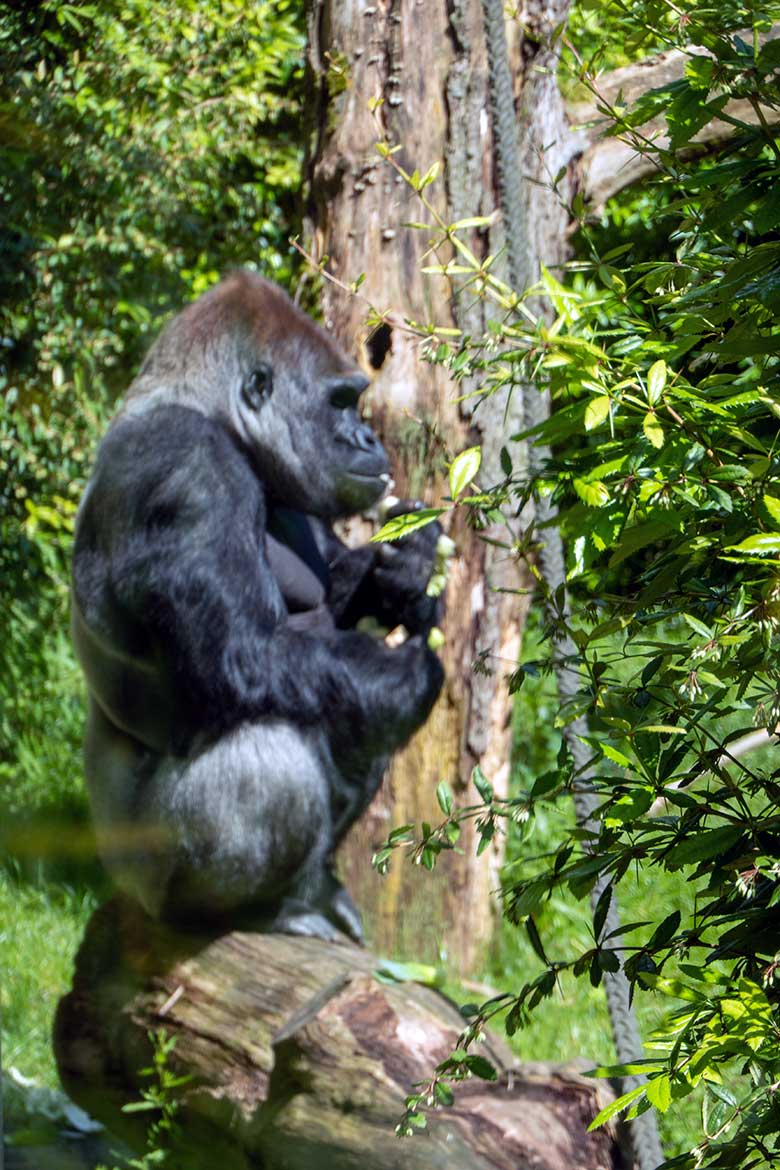 Männlicher Westlicher Flachlandgorilla Silberrücken VIMOTO am 30. Mai 2024 auf der Außenanlage am Menschenaffen-Haus im Grünen Zoo Wuppertal