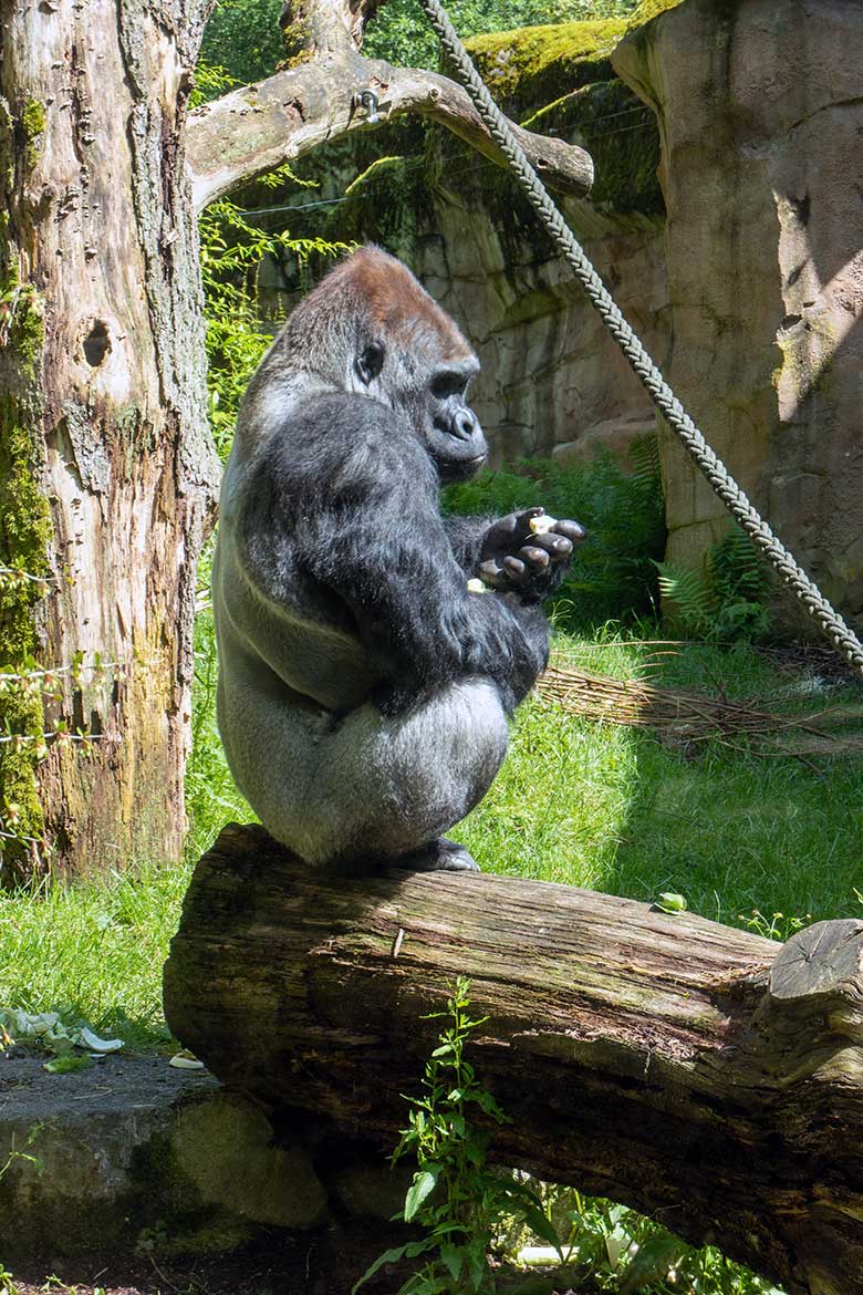 Männlicher Westlicher Flachlandgorilla Silberrücken VIMOTO am 30. Mai 2024 auf der Außenanlage am Menschenaffen-Haus im Zoo Wuppertal
