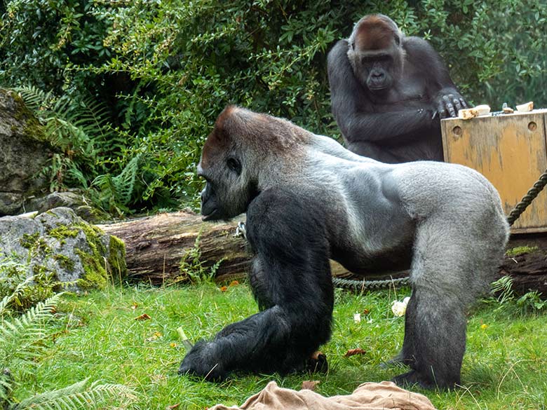 Der männlicher Westlicher Flachlandgorilla VIMOTO und der weiblicher Westlicher Flachlandgorilla GRACE am 10. September 2024 auf der Außenanlage am Menschenaffen-Haus im Grünen Zoo Wuppertal
