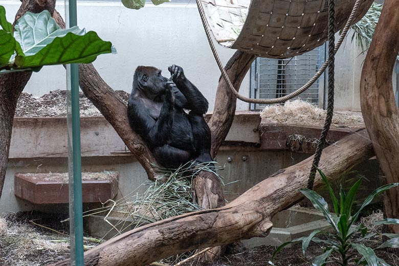 Weiblicher Westlicher Flachlandgorilla GRACE am 2. Februar 2025 im Menschenaffen-Haus im Grünen Zoo Wuppertal