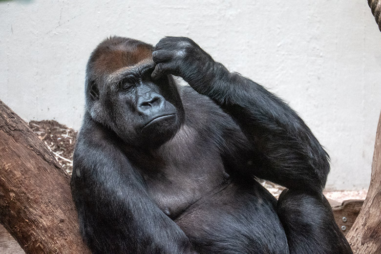Weiblicher Westlicher Flachlandgorilla GRACE am 2. Februar 2025 im Menschenaffen-Haus im Zoologischen Garten Wuppertal