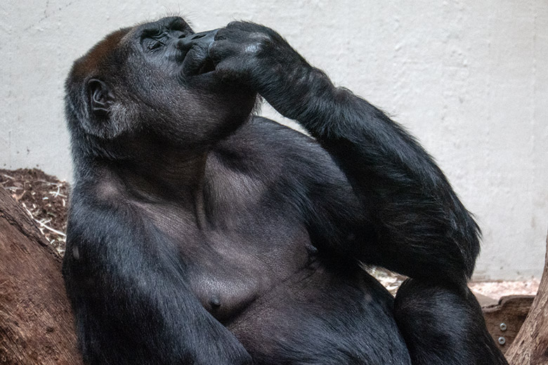 Weiblicher Westlicher Flachlandgorilla GRACE am 2. Februar 2025 im Menschenaffen-Haus im Zoo Wuppertal
