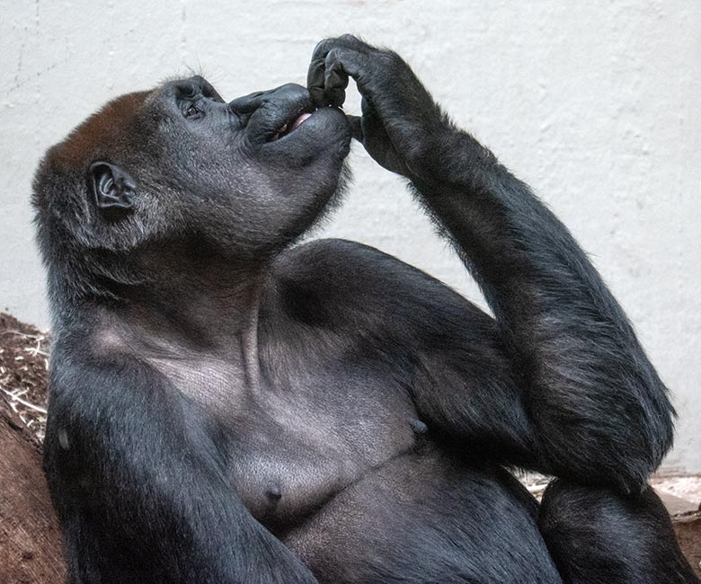 Weiblicher Westlicher Flachlandgorilla GRACE am 2. Februar 2025 im Menschenaffen-Haus im Wuppertaler Zoo