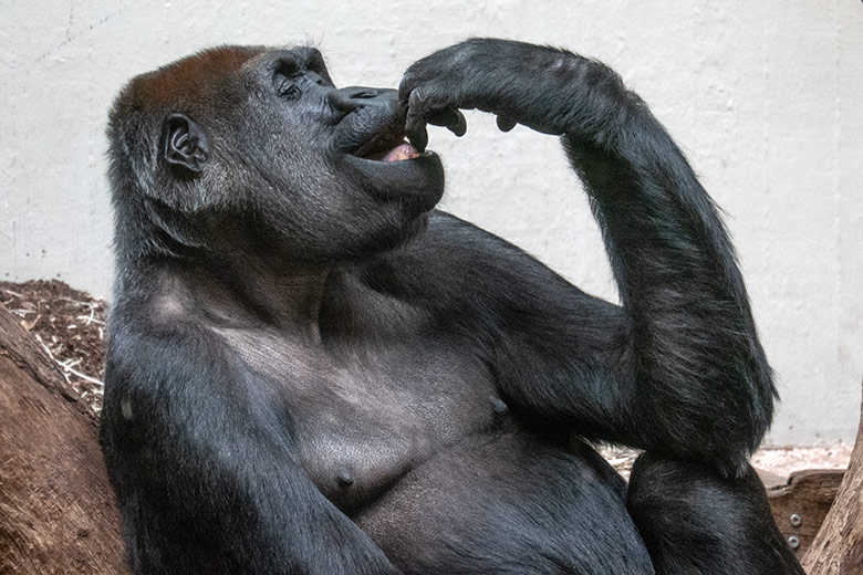 Weiblicher Westlicher Flachlandgorilla GRACE am 2. Februar 2025 im Menschenaffen-Haus im Grünen Zoo Wuppertal