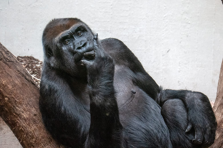 Weiblicher Westlicher Flachlandgorilla GRACE am 2. Februar 2025 im Menschenaffen-Haus im Zoologischen Garten der Stadt Wuppertal