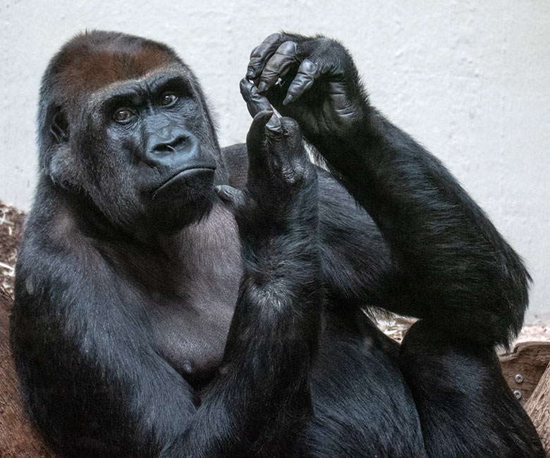 Weiblicher Westlicher Flachlandgorilla GRACE am 2. Februar 2025 im Menschenaffen-Haus im Zoo Wuppertal