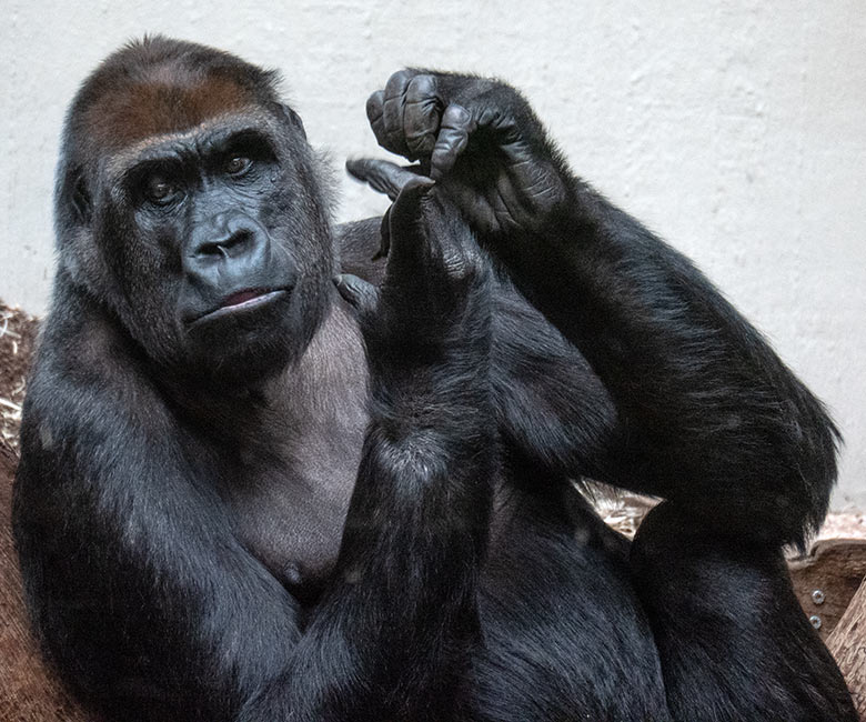 Weiblicher Westlicher Flachlandgorilla GRACE am 2. Februar 2025 im Menschenaffen-Haus im Wuppertaler Zoo