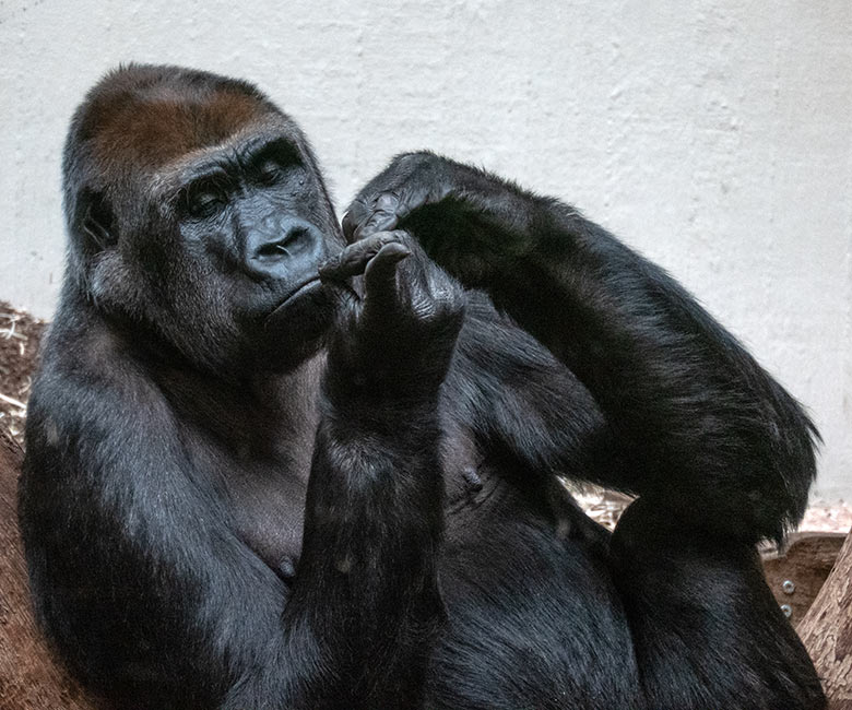 Weiblicher Westlicher Flachlandgorilla GRACE am 2. Februar 2025 im Menschenaffen-Haus im Grünen Zoo Wuppertal