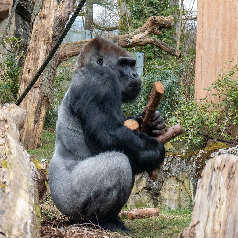 Der im Zoo Zürich geborene Silberrücken VIMOTO am 20. Februar 2025 auf der Außenanlage am Menschenaffen-Haus im Wuppertaler Zoo