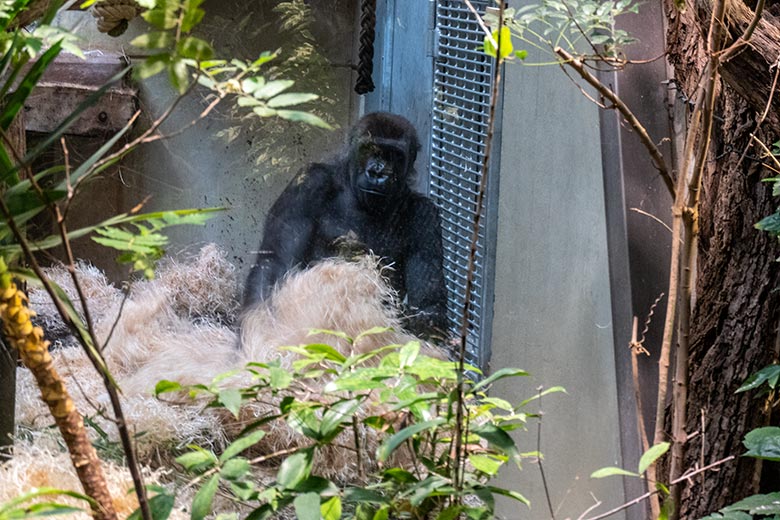 Weiblicher Westlicher Flachlandgorilla NGUMBI am 1. März 2025 im Menschenaffen-Haus im Zoologischen Garten der Stadt Wuppertal