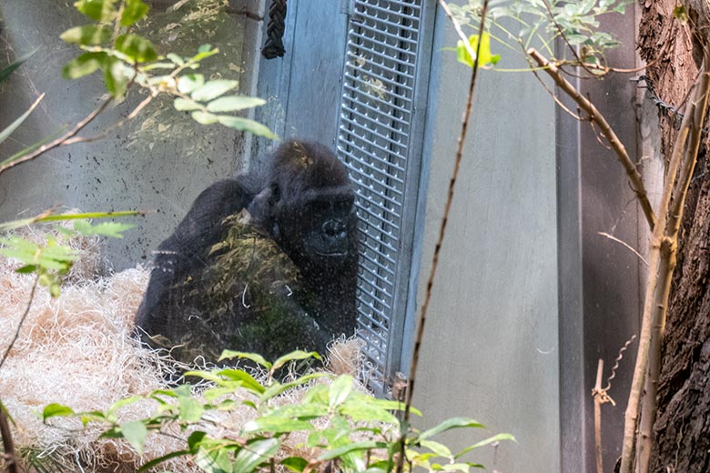 Weiblicher Westlicher Flachlandgorilla NGUMBI am 1. März 2025 im Menschenaffen-Haus im Wuppertaler Zoo
