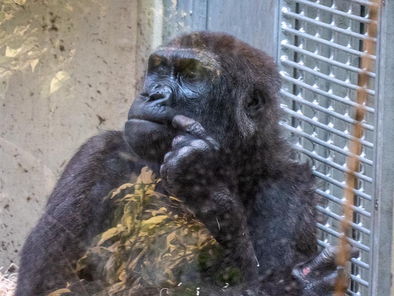 Weiblicher Westlicher Flachlandgorilla NGUMBI am 1. März 2025 im Menschenaffen-Haus im Grünen Zoo Wuppertal
