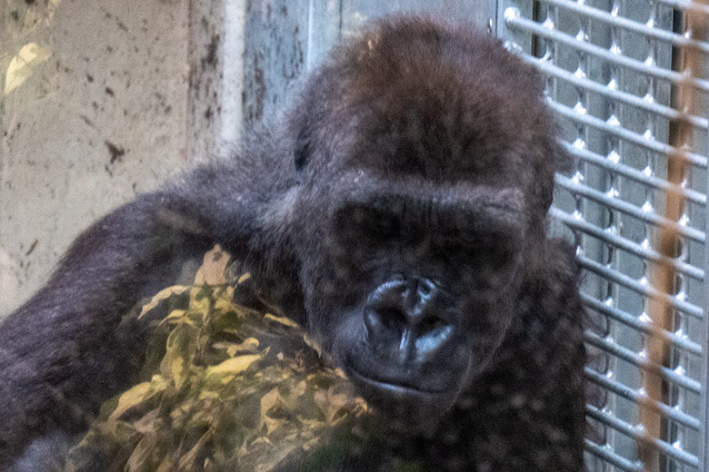 Weiblicher Westlicher Flachlandgorilla NGUMBI am 1. März 2025 im Menschenaffen-Haus im Zoologischen Garten Wuppertal