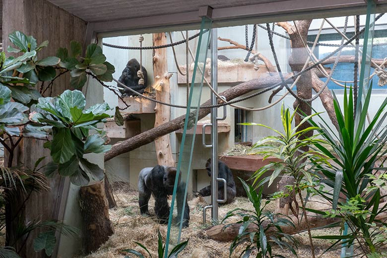 Weiblicher Westlicher Flachlandgorilla NGUMBI (oben) und männlicher Westlicher Flachlandgorilla VIMOTO und weiblicher Westlicher Flachlandgorilla GRACE am 6. März 2025 im Menschenaffen-Haus im Zoologischen Garten Wuppertal