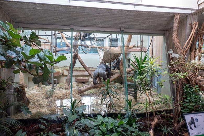 Weiblicher Westlicher Flachlandgorilla NGUMBI (oben) und männlicher Westlicher Flachlandgorilla VIMOTO und weiblicher Westlicher Flachlandgorilla GRACE am 6. März 2025 im Menschenaffen-Haus im Grünen Zoo Wuppertal