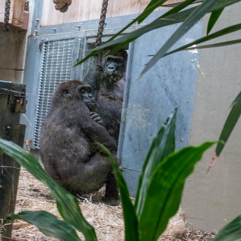 Weibliche Westliche Flachlandgorillas NGUMBI und GRACE am 6. März 2025 im Menschenaffen-Haus im Zoo Wuppertal