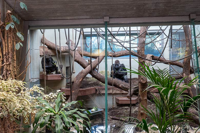 Weiblicher Westlicher Flachlandgorilla NGUMBI und männlicher Westlicher Flachlandgorilla VIMOTO am 6. März 2025 im Menschenaffen-Haus im Wuppertaler Zoo