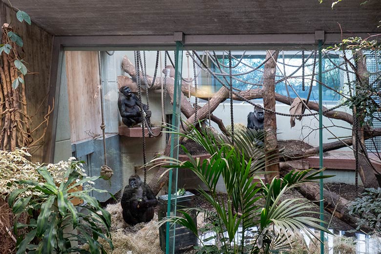 Weiblicher Westlicher Flachlandgorilla NGUMBI und männlicher Westlicher Flachlandgorilla VIMOTO und weiblicher Westlicher Flachlandgorilla GRACE (unten) am 6. März 2025 im Menschenaffen-Haus im Grünen Zoo Wuppertal