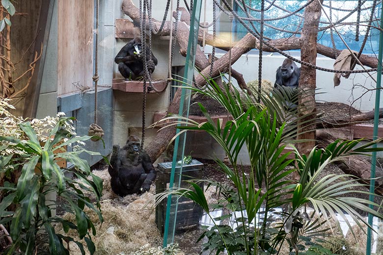 Weiblicher Westlicher Flachlandgorilla NGUMBI und männlicher Westlicher Flachlandgorilla VIMOTO und weiblicher Westlicher Flachlandgorilla GRACE (unten) am 6. März 2025 im Menschenaffen-Haus im Zoologischen Garten Wuppertal