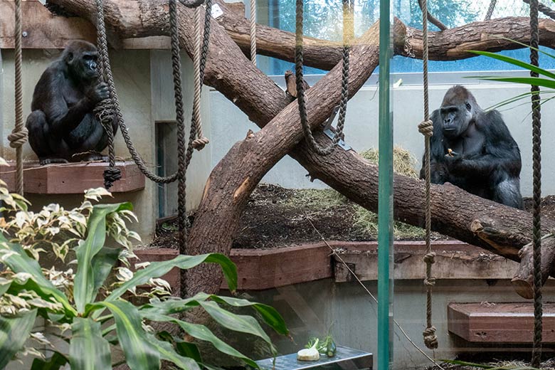 Weiblicher Westlicher Flachlandgorilla NGUMBI und männlicher Westlicher Flachlandgorilla VIMOTO am 6. März 2025 im Menschenaffen-Haus im Wuppertaler Zoo