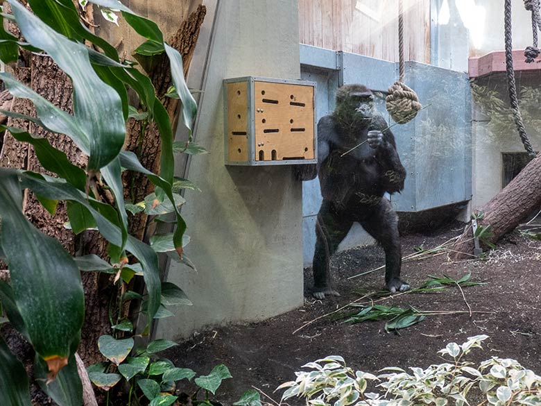 Weiblicher Westlicher Flachlandgorilla NGUMBI am Stocherkasten am 7. April 2025 im Menschenaffen-Haus im Zoo Wuppertal