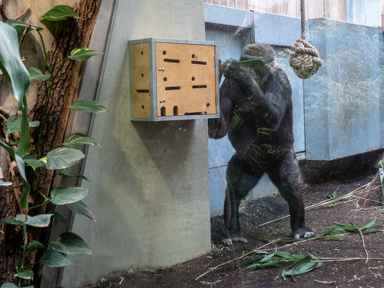Weiblicher Westlicher Flachlandgorilla NGUMBI am Stocherkasten am 7. April 2025 im Menschenaffen-Haus im Wuppertaler Zoo