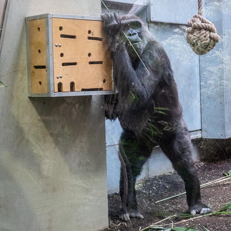 Weiblicher Westlicher Flachlandgorilla NGUMBI am Stocherkasten am 7. April 2025 im Menschenaffen-Haus im Grünen Zoo Wuppertal