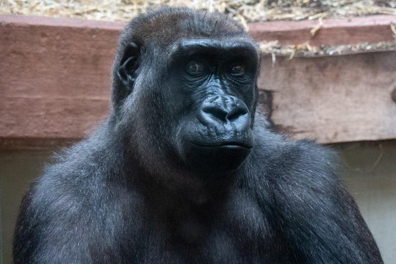 Weiblicher Westlicher Flachlandgorilla MAHIRI am 11. April 2025 im Menschenaffen-Haus im Grünen Zoo Wuppertal