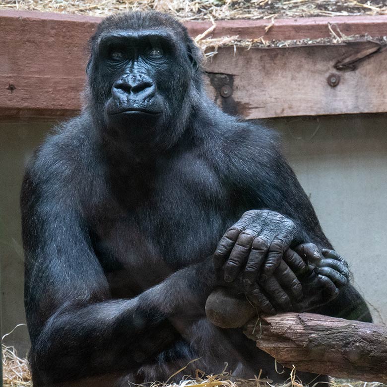 Weiblicher Westlicher Flachlandgorilla MAHIRI am 11. April 2025 im Menschenaffen-Haus im Zoo Wuppertal