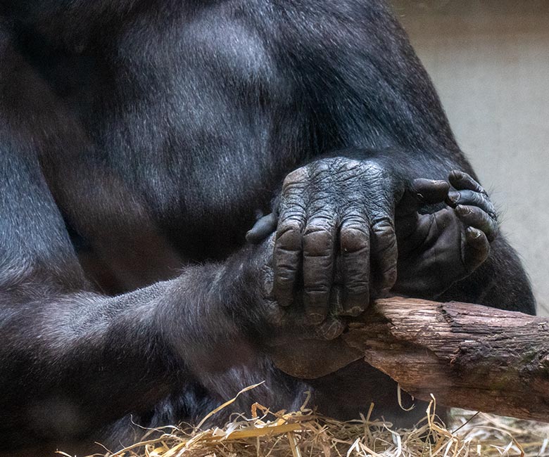 Weiblicher Westlicher Flachlandgorilla MAHIRI am 11. April 2025 im Menschenaffen-Haus im Wuppertaler Zoo