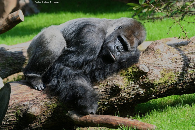 Westlicher Flachlandgorilla im Zoo Wuppertal (Foto Peter Emmert)