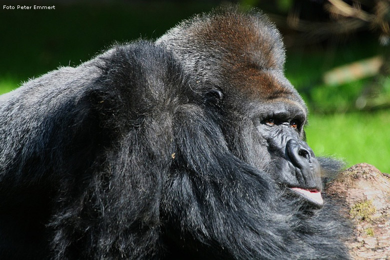 Westlicher Flachlandgorilla im Zoologischen Garten Wuppertal (Foto Peter Emmert)