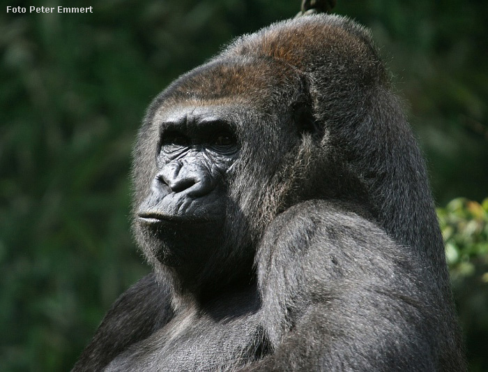 Westlicher Flachlandgorilla im Wuppertaler Zoo (Foto Peter Emmert)