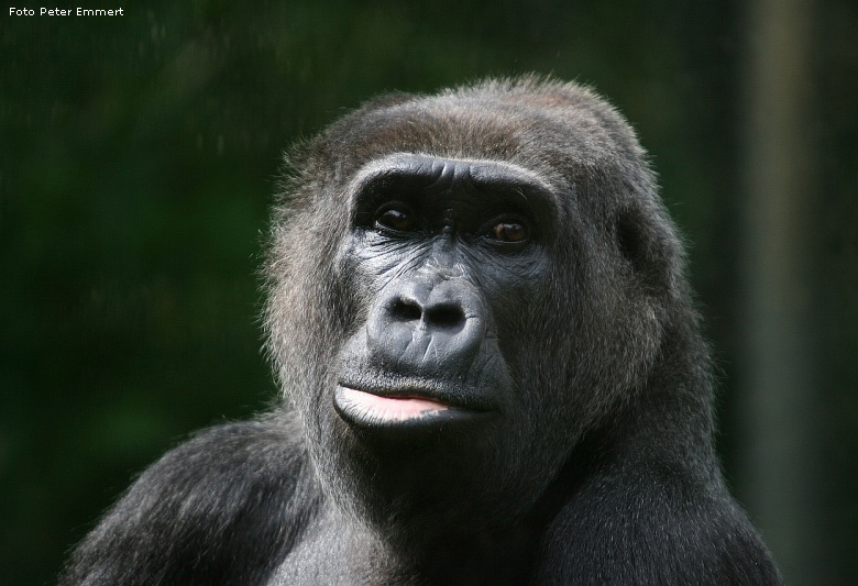 Westlicher Flachlandgorilla im Wuppertaler Zoo (Foto Peter Emmert)