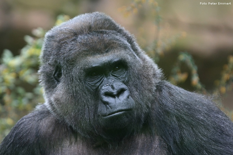 Westlicher Flachlandgorilla im Zoo Wuppertal (Foto Peter Emmert)