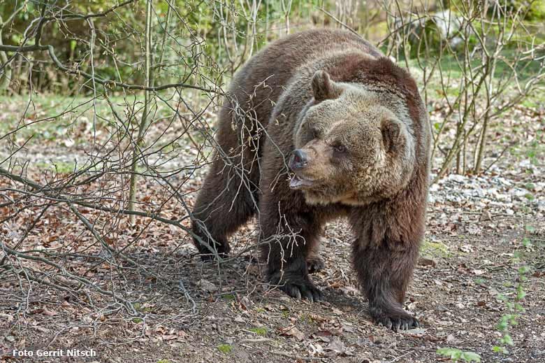 Braunbärin Brenda am 4. April 2016 erstmals auf der Außenanlage im Zoologischen Garten der Stadt Wuppertal (Foto Gerrit Nitsch)