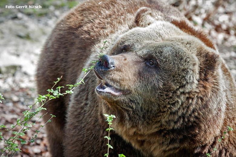 Braunbärin Brenda am 4. April 2016 erstmals auf der Außenanlage im Wuppertaler Zoo (Foto Gerrit Nitsch)